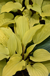 Fire Island Hosta (Hosta 'Fire Island') at Tree Top Nursery & Landscaping