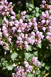 Pink Pewter Spotted Dead Nettle (Lamium maculatum 'Pink Pewter') at Tree Top Nursery & Landscaping