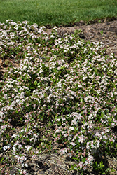 Ground Hug Aronia (Aronia melanocarpa 'UCONNAM012') at Tree Top Nursery & Landscaping