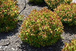 Double Play Big Bang Spirea (Spiraea 'Tracy') at Tree Top Nursery & Landscaping