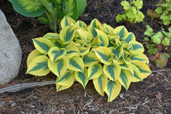 Shadowland Autumn Frost Hosta (Hosta 'Autumn Frost') at Tree Top Nursery & Landscaping