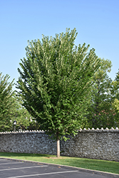 Princeton Elm (Ulmus americana 'Princeton') at Tree Top Nursery & Landscaping