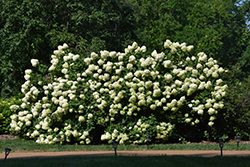 Limelight Hydrangea (Hydrangea paniculata 'Limelight') at Tree Top Nursery & Landscaping