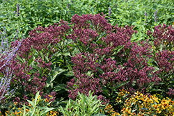 Euphoria Ruby Joe Pye Weed (Eupatorium purpureum 'FLOREUPRE1') at Tree Top Nursery & Landscaping