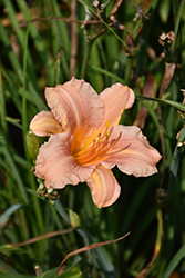 EveryDaylily Pink Wing Daylily (Hemerocallis 'VER0021') at Tree Top Nursery & Landscaping