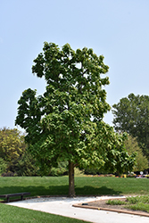 Northern Catalpa (Catalpa speciosa) at Tree Top Nursery & Landscaping