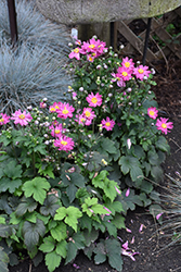 Curtain Call Deep Rose Anemone (Anemone 'Curtain Call Deep Rose') at Tree Top Nursery & Landscaping