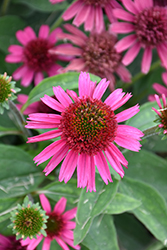 Delicious Candy Coneflower (Echinacea 'Delicious Candy') at Tree Top Nursery & Landscaping
