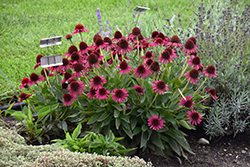 Delicious Candy Coneflower (Echinacea 'Delicious Candy') at Tree Top Nursery & Landscaping