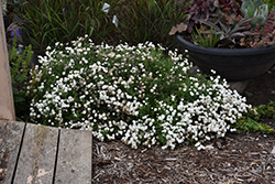 Peter Cottontail Yarrow (Achillea ptarmica 'Peter Cottontail') at Tree Top Nursery & Landscaping