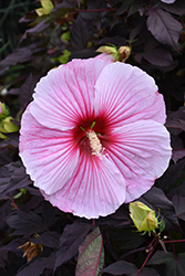 Starry Starry Night Hibiscus (Hibiscus 'Starry Starry Night') at Tree Top Nursery & Landscaping