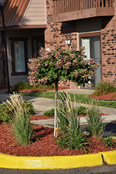 Quick Fire Hydrangea (tree form) (Hydrangea paniculata 'Bulk') at Tree Top Nursery & Landscaping