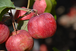 Chestnut Crab Apple (Malus 'Chestnut') at Tree Top Nursery & Landscaping
