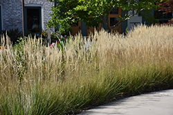 Karl Foerster Reed Grass (Calamagrostis x acutiflora 'Karl Foerster') at Tree Top Nursery & Landscaping