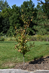 Fire King American Hornbeam (Carpinus caroliniana 'J.N. Select A') at Tree Top Nursery & Landscaping
