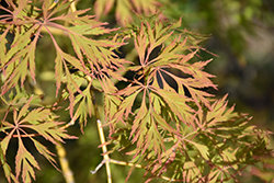 Ice Dragon Maple (Acer 'IsliD') at Tree Top Nursery & Landscaping