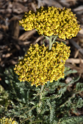 Sassy Summer Silver Yarrow (Achillea 'Sassy Summer Silver') at Tree Top Nursery & Landscaping
