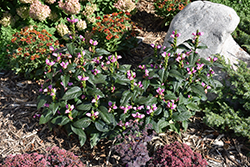 Tiny Tortuga Turtlehead (Chelone lyonii 'Tiny Tortuga') at Tree Top Nursery & Landscaping