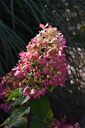 Diamond Rouge Hydrangea (Hydrangea paniculata 'Rendia') at Tree Top Nursery & Landscaping