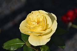 High Voltage Rose (Rosa 'BAIage') at Tree Top Nursery & Landscaping