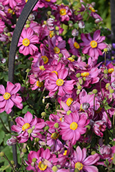 Curtain Call Deep Rose Anemone (Anemone 'Curtain Call Deep Rose') at Tree Top Nursery & Landscaping