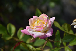 Music Box Rose (Rosa 'BAIbox') at Tree Top Nursery & Landscaping