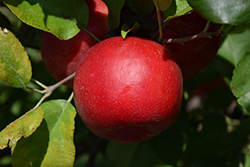 Haralred Apple (Malus 'Haralred') at Tree Top Nursery & Landscaping
