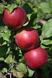 Hazen Apple (Malus 'Hazen') at Tree Top Nursery & Landscaping