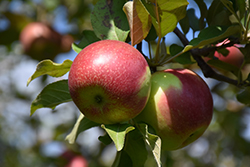KinderKrisp Apple (Malus 'KinderKrisp') at Tree Top Nursery & Landscaping