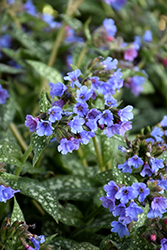 Trevi Fountain Lungwort (Pulmonaria 'Trevi Fountain') at Tree Top Nursery & Landscaping
