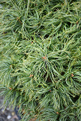 Mini Twists White Pine (Pinus strobus 'Mini Twists') at Tree Top Nursery & Landscaping