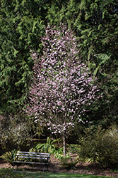 Pink Flair Sargent Cherry (Prunus sargentii 'JFS-KW58') at Tree Top Nursery & Landscaping