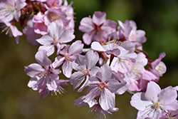 Pink Flair Sargent Cherry (Prunus sargentii 'JFS-KW58') at Tree Top Nursery & Landscaping