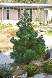Mini Twists White Pine (Pinus strobus 'Mini Twists') at Tree Top Nursery & Landscaping