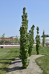 Green Wall Flowering Crab (Malus 'Jefwall') at Tree Top Nursery & Landscaping