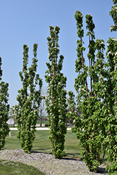 Green Wall Flowering Crab (Malus 'Jefwall') at Tree Top Nursery & Landscaping