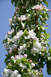 Green Wall Flowering Crab (Malus 'Jefwall') at Tree Top Nursery & Landscaping