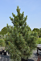 Westerstede Swiss Stone Pine (Pinus cembra 'Westerstede') at Tree Top Nursery & Landscaping