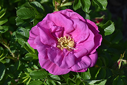 Lotty's Love Rose (Rosa rugosa 'BOC rogosnif') at Tree Top Nursery & Landscaping