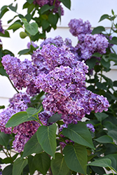 Virtual Violet Lilac (Syringa 'Bailbridget') at Tree Top Nursery & Landscaping