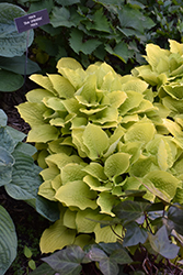 Fire Island Hosta (Hosta 'Fire Island') at Tree Top Nursery & Landscaping