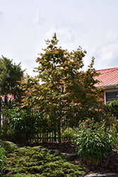 North Wind Japanese Maple (Acer 'IsINW') at Tree Top Nursery & Landscaping