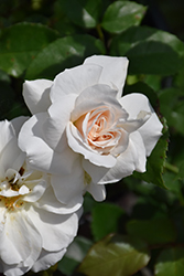 Champagne Wishes Rose (Rosa 'BAIcham') at Tree Top Nursery & Landscaping