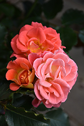 Coral Cove Rose (Rosa 'Coral Cove') at Tree Top Nursery & Landscaping