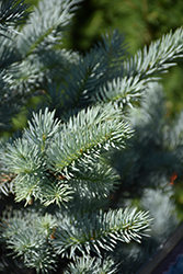 Avatar Blue Spruce (Picea pungens 'Avatar') at Tree Top Nursery & Landscaping
