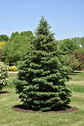 Black Hills Spruce (Picea glauca var. densata) at Tree Top Nursery & Landscaping