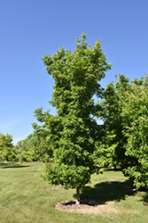 Rugged Charm Tatarian Maple (Acer tataricum 'JFS-KW2') at Tree Top Nursery & Landscaping