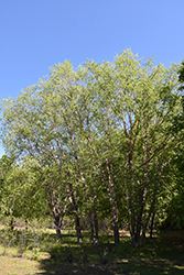 Northern Tribute River Birch (Betula nigra 'Dickinson') at Tree Top Nursery & Landscaping
