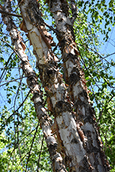 Northern Tribute River Birch (Betula nigra 'Dickinson') at Tree Top Nursery & Landscaping
