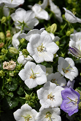 Rapido White Bellflower (Campanula carpatica 'Rapido White') at Tree Top Nursery & Landscaping